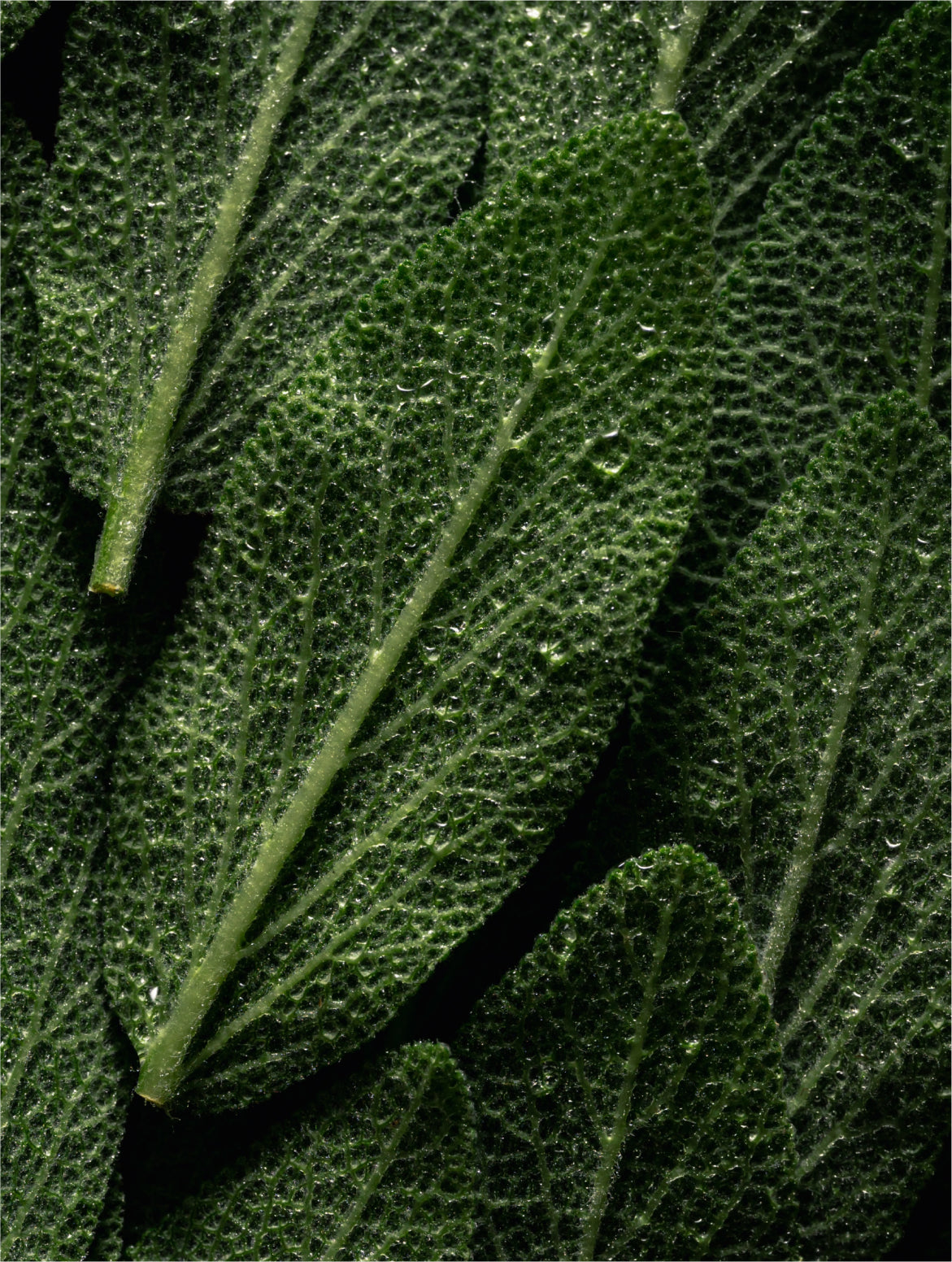 Prebiotic Mist Inhaltsstoffe